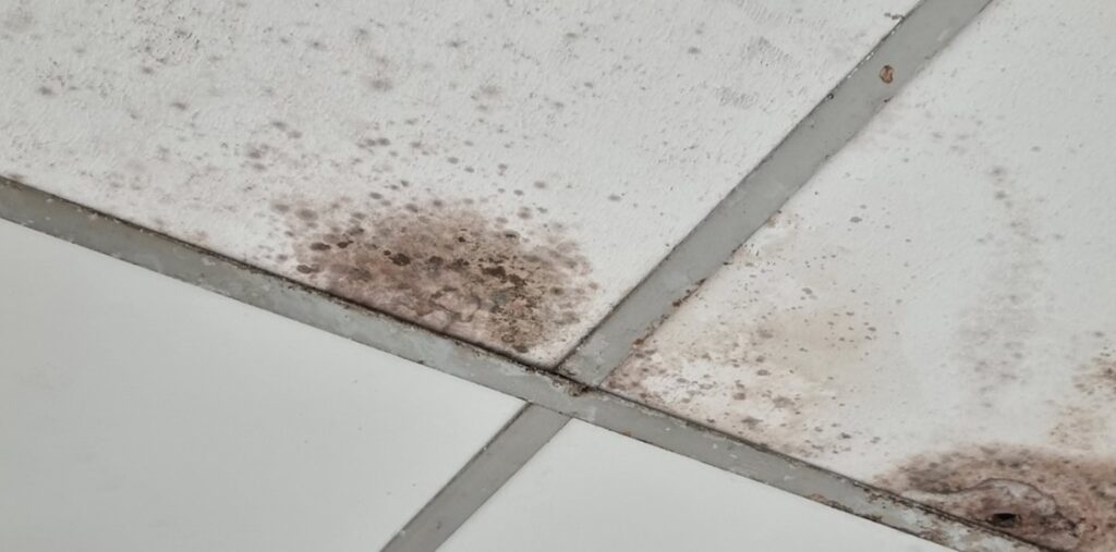 Microbial growth present on ceiling tiles due to moisture intrusion