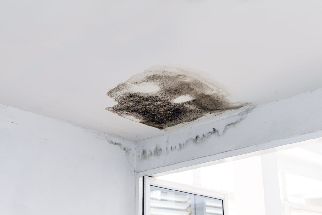 Black mold and microbial growth growing on the ceiling and wall of a business as a result of moisture intrusion